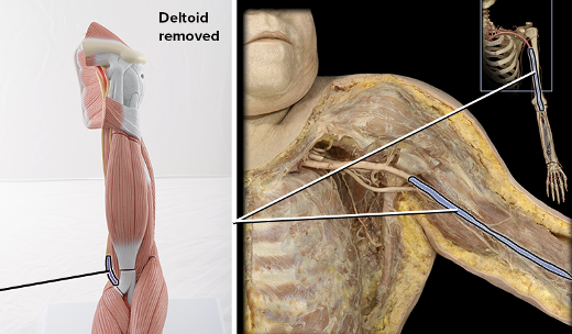 <p>supplies blood</p>