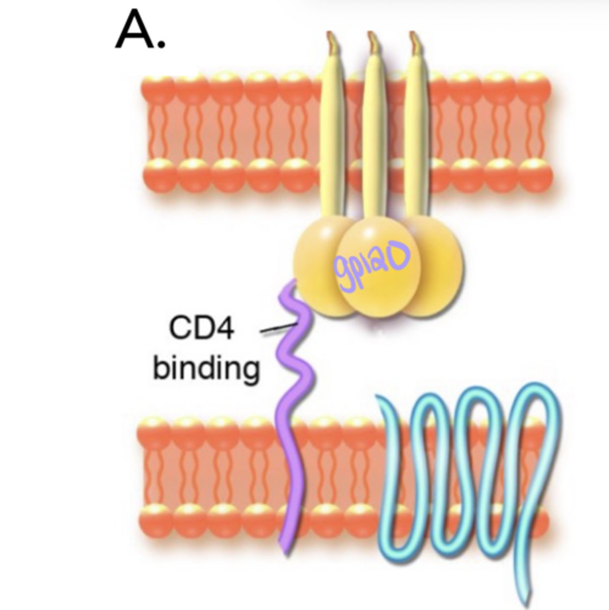 <p>HIV Entry- Attachment</p><p>a) gp120 binds to ___ on the host cell first, which causes a ___ change in gp120</p>