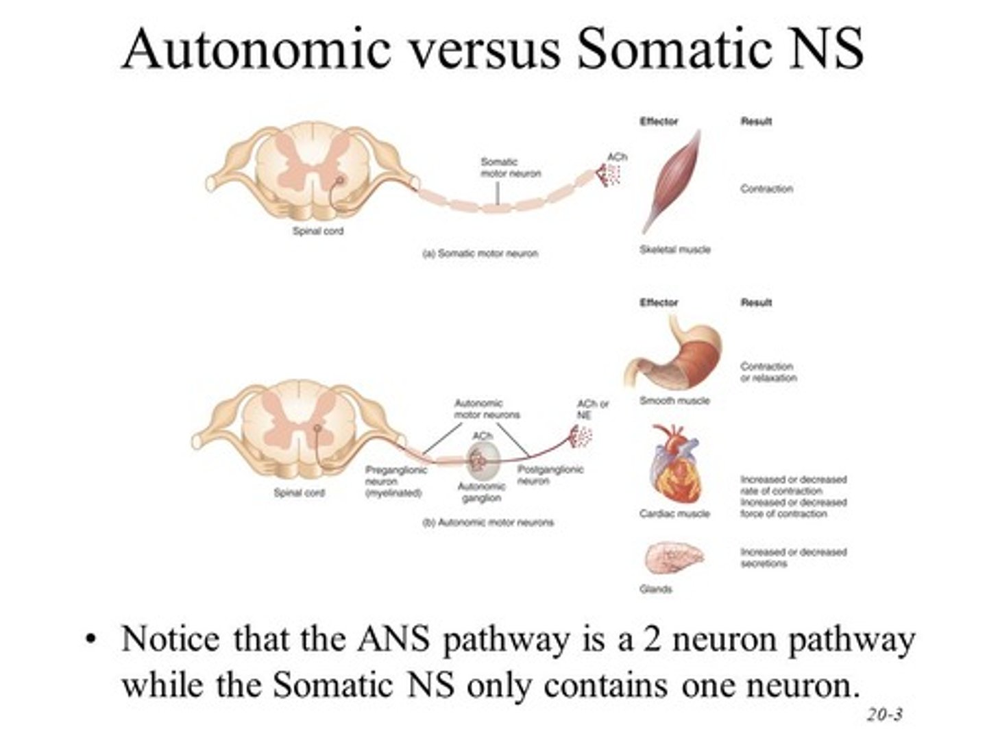 <p>(B) II &amp; III Only</p><p>Efferent Autonomic Neurons control cardiac muscle, smooth muscle, and gland cells.</p>