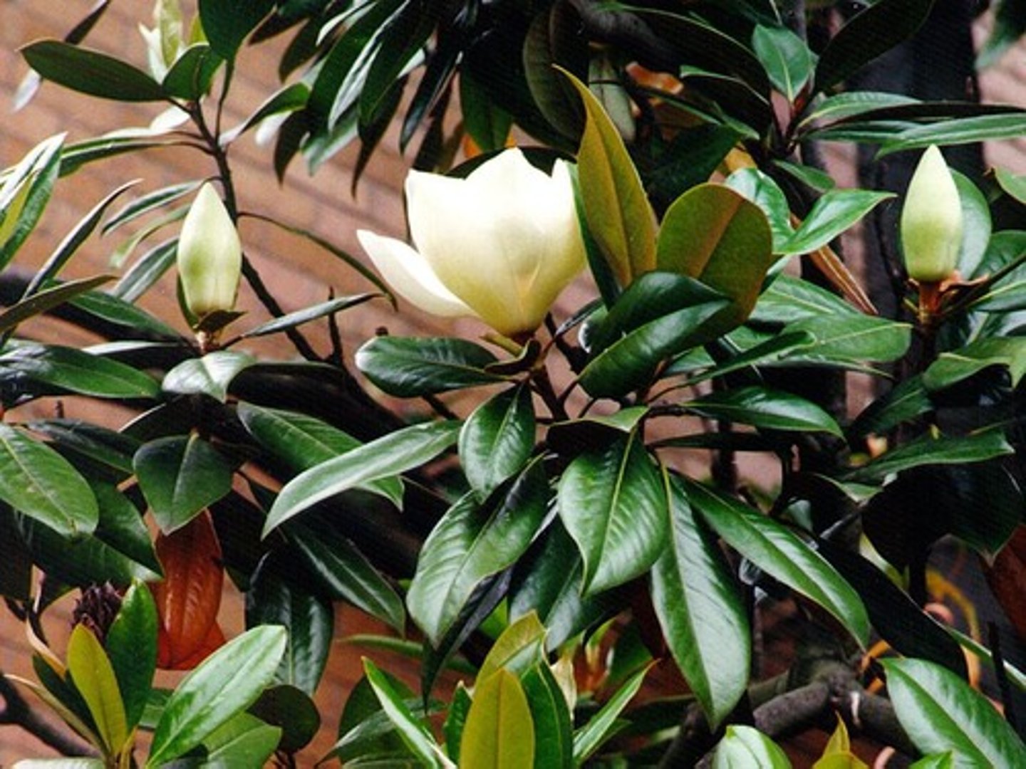 <p>Magnolia grandiflora</p>