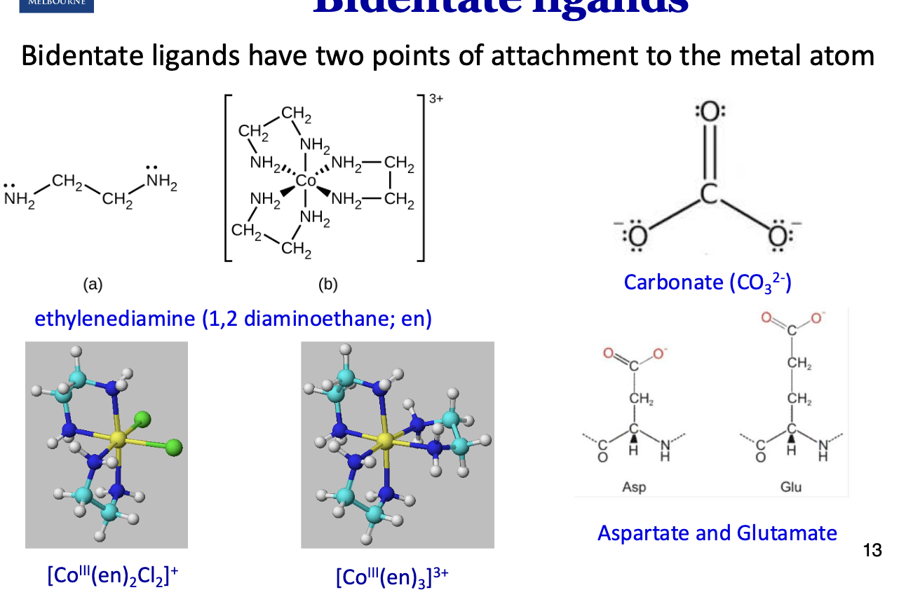 <p>They have two points of attachment to the metal atom.<br><br>Ethylenediamine has two lone pairs of electrons far away from each other which can form two coordination bonds.</p>