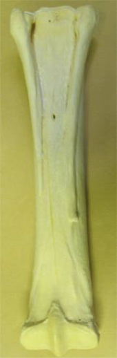 <p>Is the<strong> 3rd</strong> metacarpal… also termed the<strong> canon bone</strong></p><ul><li><p>Is WEIGHT BEARING </p></li></ul><p></p><p>2 key features:</p><ul><li><p>Has a<strong> sagittal groove</strong> on the distal articular surface; interacts with the proximal phalanx </p></li><li><p>Has 2 collateral<strong> SPLINT BONES</strong> at the proximal, palmar end (see image)</p><ul><li><p>Are vestigial and non-weight bearing; are palpable </p></li></ul></li></ul><p></p>