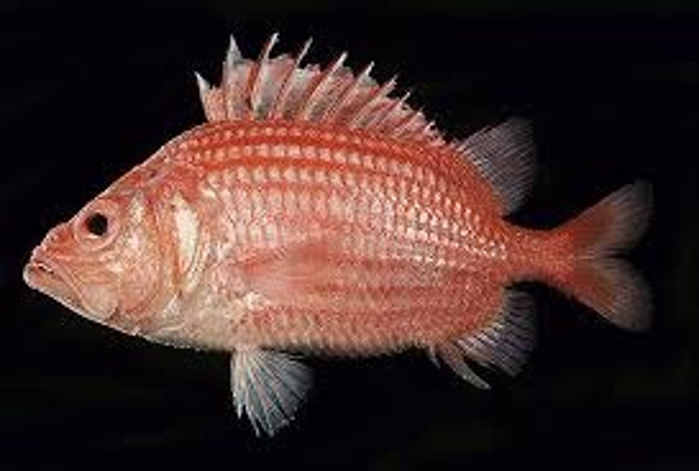 <p>ray-finned fishes:</p><p>includes nearly all the familiar aquatic osteichthyans. fins are supported mainly by long, flexible rays.</p><p>Fins supported by thin, bony, flexible rays</p><p>Lionfish, clownfish, sunfish, pufferfish, sea horse</p>
