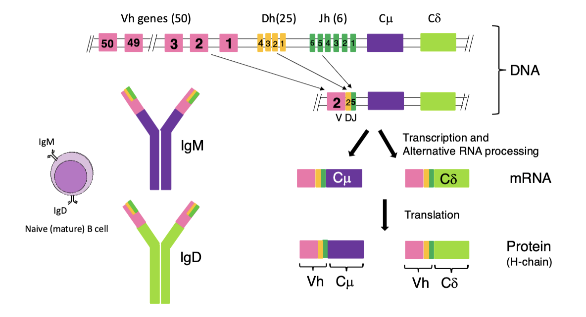 <p>(similar to kappa light chain genes but a lil more complicated cuz more genes are involved)</p><ul><li><p>Ig heavy chain has ~50 V genes, 25 D genes, 6 J genes which all randomly recombine to form different combinations</p></li><li><p>these combinations then go through transcription/alternative RNA processing and translation</p></li></ul><p></p>