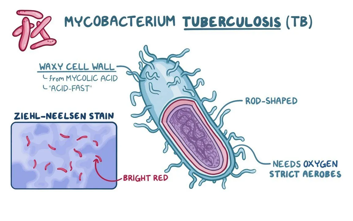 <p>Mycobacterium tuberculosis (bacteria)</p>