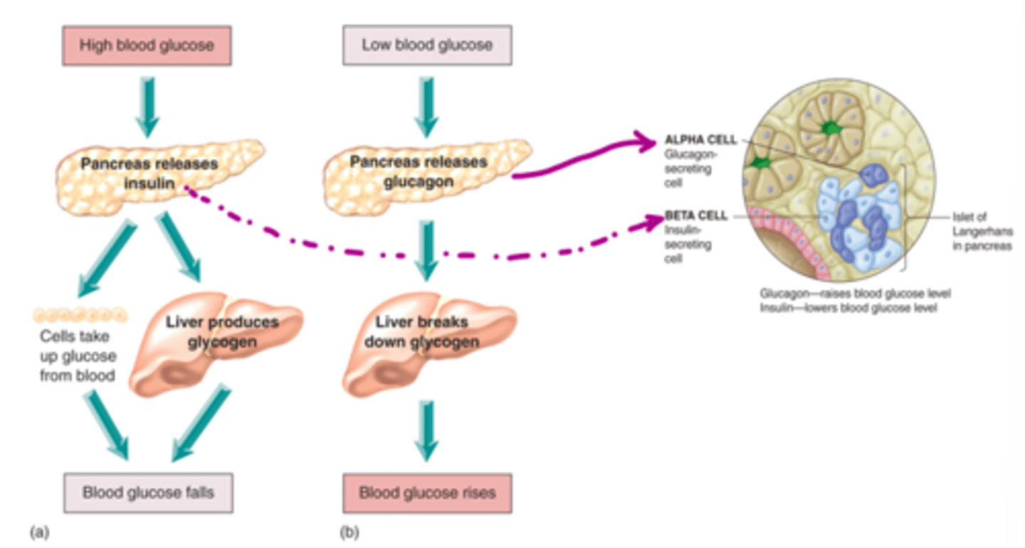 <p>- blood glucose regulation</p><p>- optimum GI delivery from serum to tissues</p><p>- negative feedback loop</p>