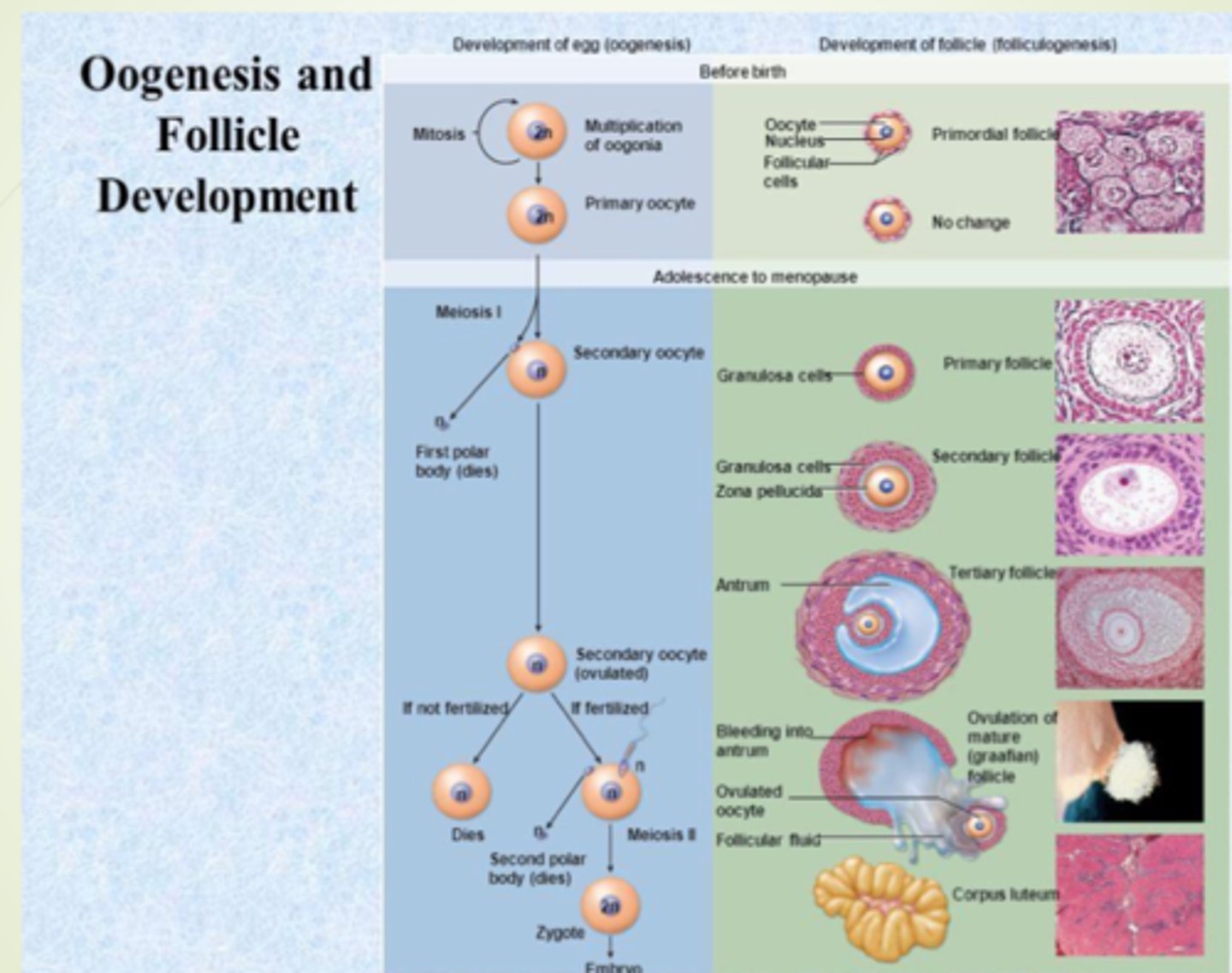 <p>egg production</p><p>-Produces haploid gametes by means of meiosis</p><p>-Distinctly cyclic event that normally releases one egg each month</p><p>-Accompanied by cyclic changes in hormone secretion</p><p>-Cyclic changes in histological structure of the ovaries and uterus; Uterine changes result in monthly menstrual flow</p>