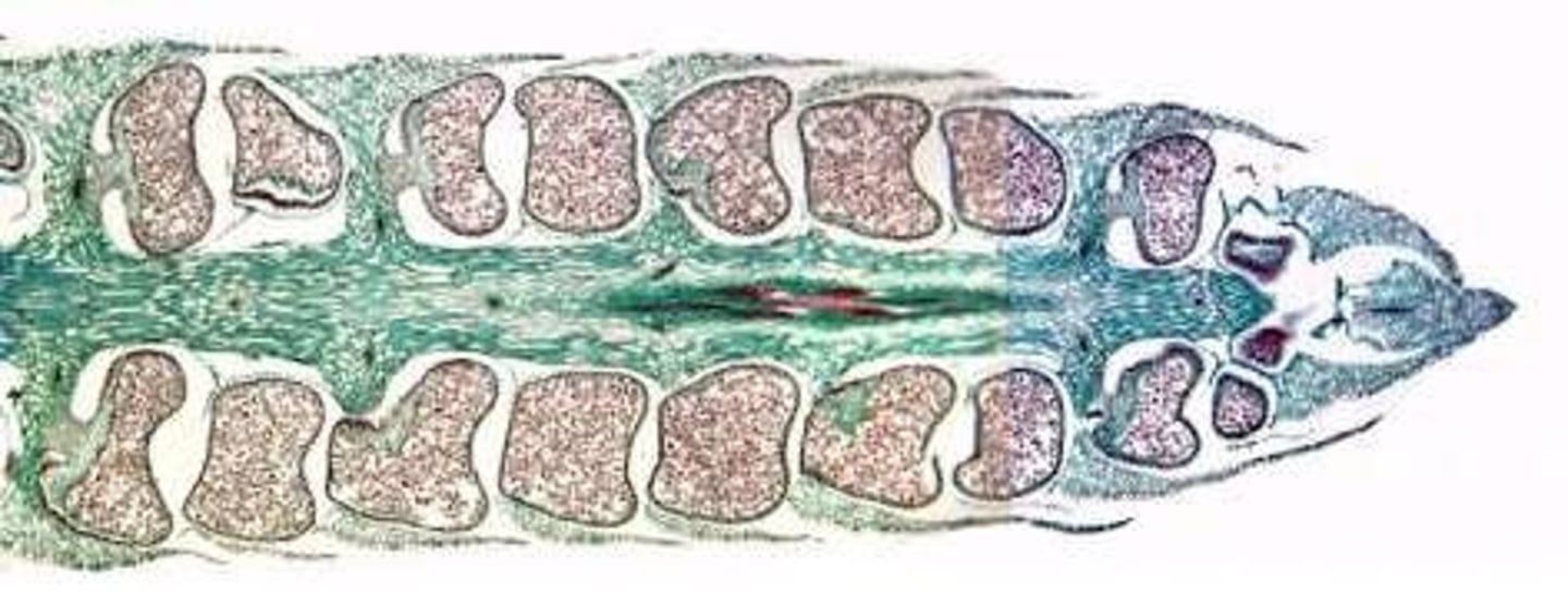 <p>Composed of many, densely packed leaves (sporophylls) with attached sporangia</p><p>Sporangia contain spores of IDENTICAL size</p><p>Shed spores will produce BISEXUAL gametophytes</p>