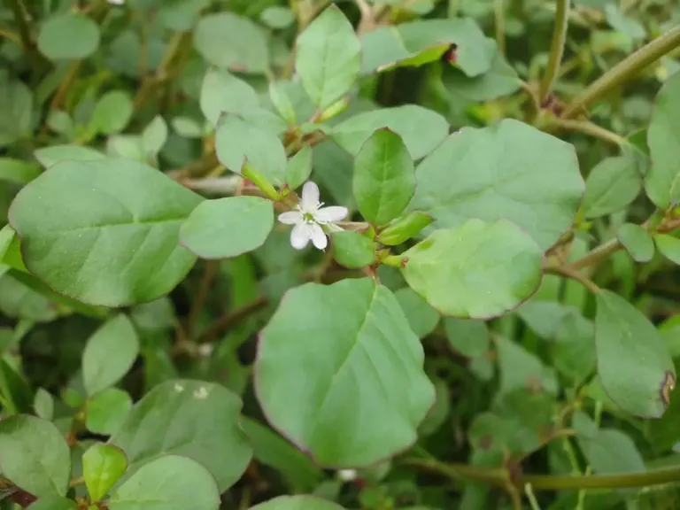 <p><span style="font-family: Inter, helvetica, arial, sans-serif">desert horse purslane, black pigweed, giant pigweed</span></p>