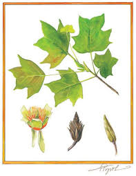<p><span>Large deciduous tree with tulip-shaped green leaves and tulip-like greenish-yellow flowers with orange. Used as a shade tree.</span></p>