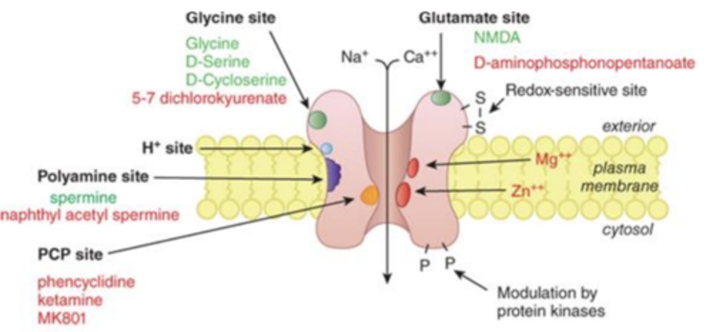 <p>NMDA and AMPA work together for learning mechanism (long-term potentiation, LTP)</p>