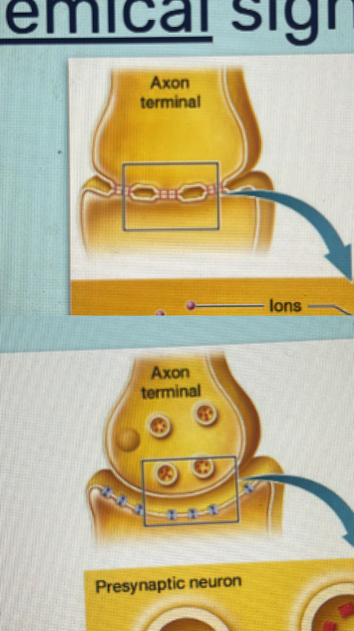 <p>where neuron meets its target cell, </p>