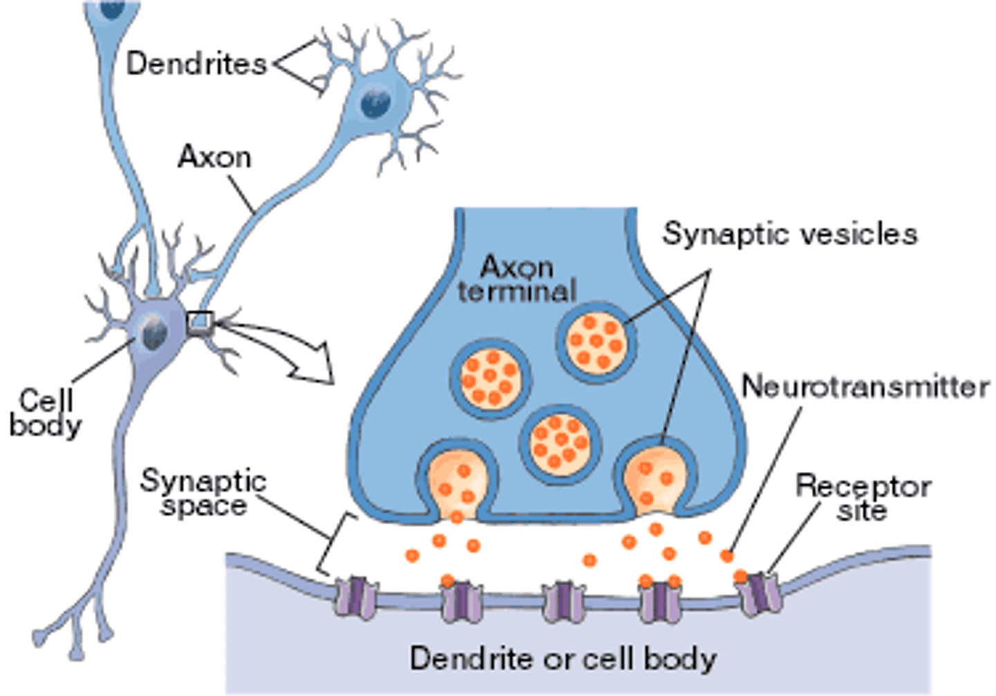 <p>Synaptic cleft: Microscopic gap between two neurons allowing communication via neurotransmitters</p><p>-Neurotransmitter molecules are contained within a Synaptic vesicle</p><p>-Vesicle fuses with outer membrane and molecules spill into cleft</p>