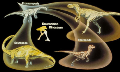 <p>2 groups- theropods (bi) and sauropods (quad & herbivores and huge)</p><p>Limb under body posture</p>