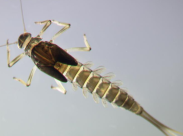 <p>Body width needs to occupy less than 36% of the total body length</p><p>Mayflies (Ephemeroptera) and stoneflies (Plecoptera) living in turbulent water have long tails that act as fins to assist in streamlining and recovery if they become dislodged</p>