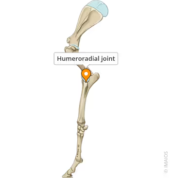 <p>humeroradial joint </p>
