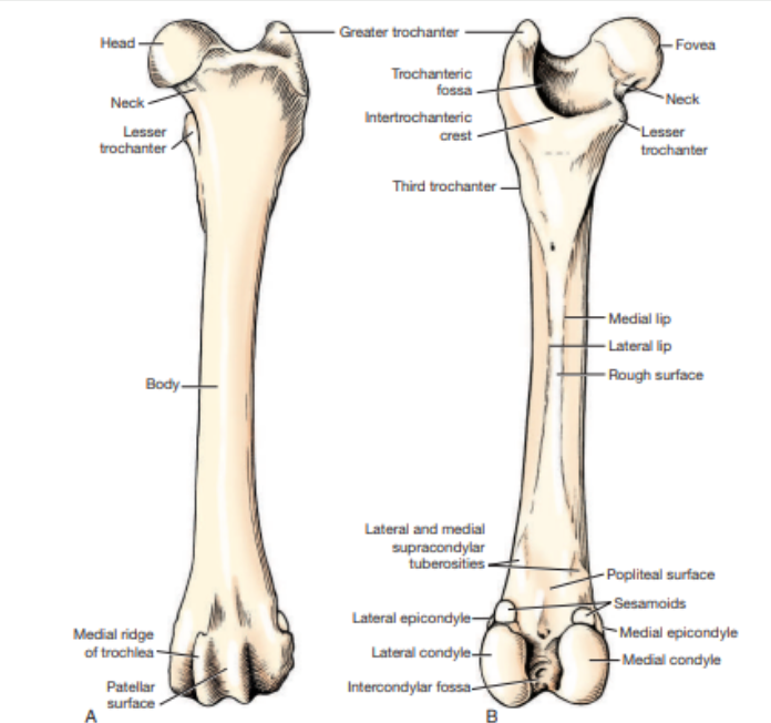 <p>Which femur are these images showing? </p>