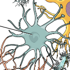 <p>Largest and most numerous of the neuroglia in the central nervous system that compose the blood brain barrier</p>