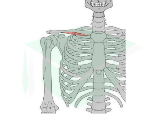 <ul><li><p>origine : face sup de la 1ère côte</p></li><li><p>terminaison : face inf de la clavicule dans la gouttière sous-clavière</p></li></ul>