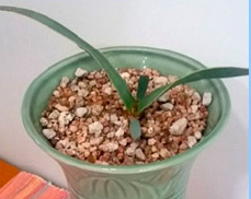 <p><em>Welwitschia mirabilis</em> - only species</p><ul><li><p>Darwin’s&nbsp;“platypus of the plant world”</p></li><li><p>found in the Namib Desert of SW Africa</p></li><li><p>one pair of foliage leaves grow throughout life</p></li><li><p>branched strobiliferous shoots</p></li></ul><p></p>