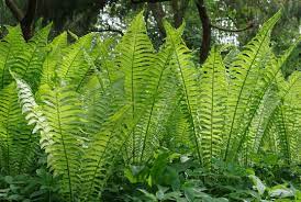 ostrich fern