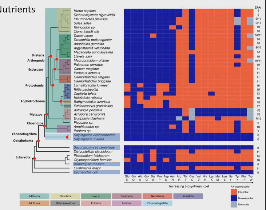 <ul><li><p>20 amino acids used to build proteins</p></li><li><p>Blue colour for animo acid = nonessential</p></li><li><p>Red colour for amino acid = essential</p></li><li><p>Most animals have of amino acids that are essential.</p></li><li><p>Lots variability in making or inability to make amino acids</p></li></ul><p></p>