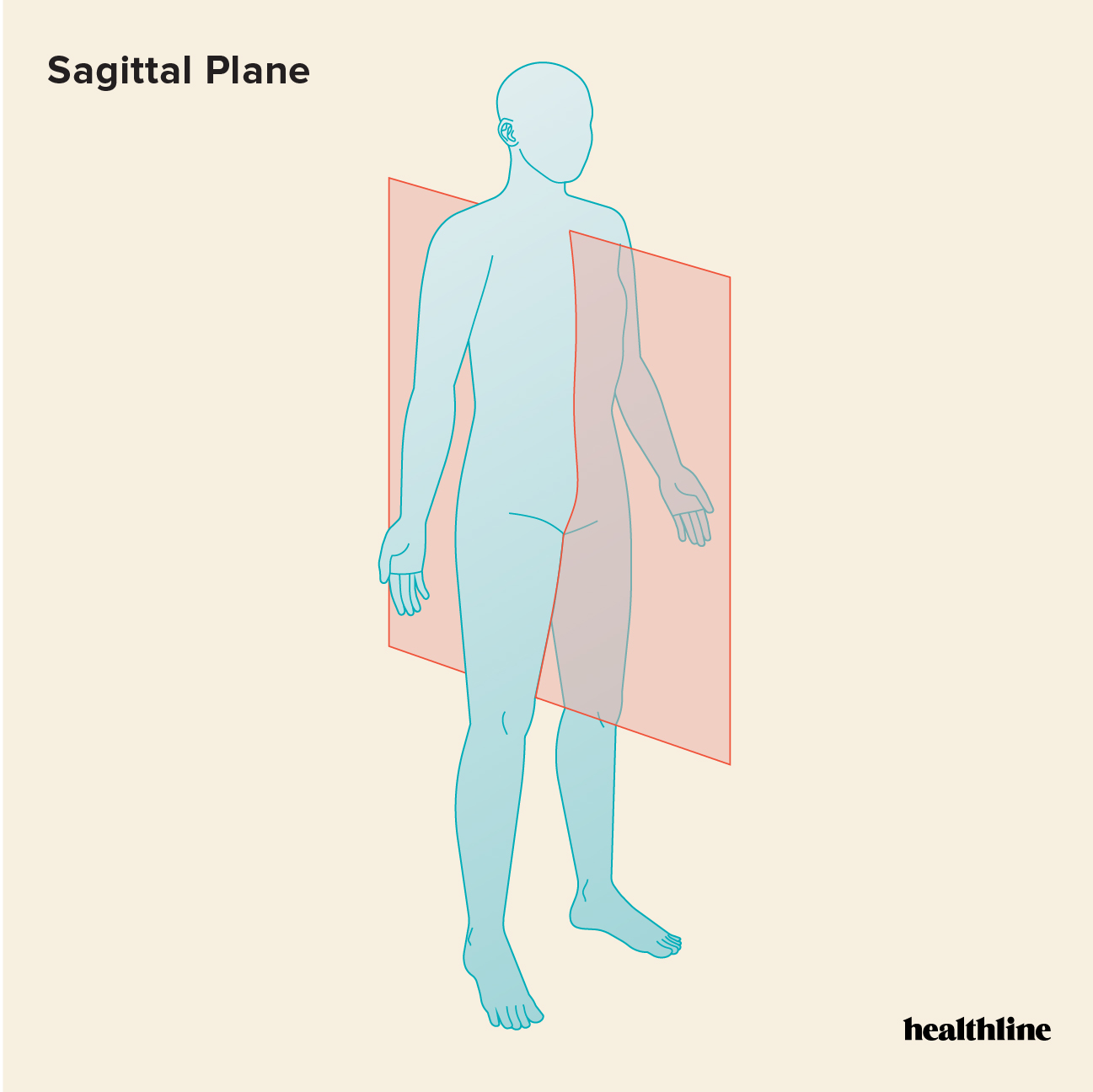 longitudinal plane that divides the body or organ into right and left sides 