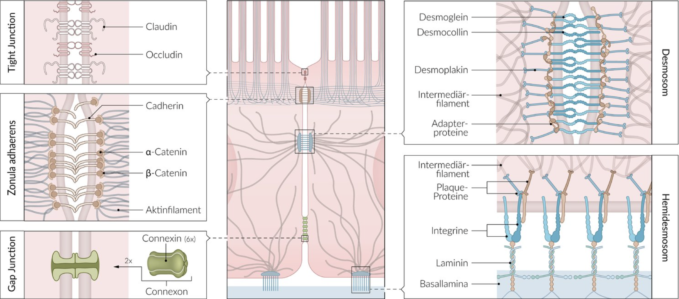 <p>E. They connect epithelial cells with the extracellular matrix.</p>