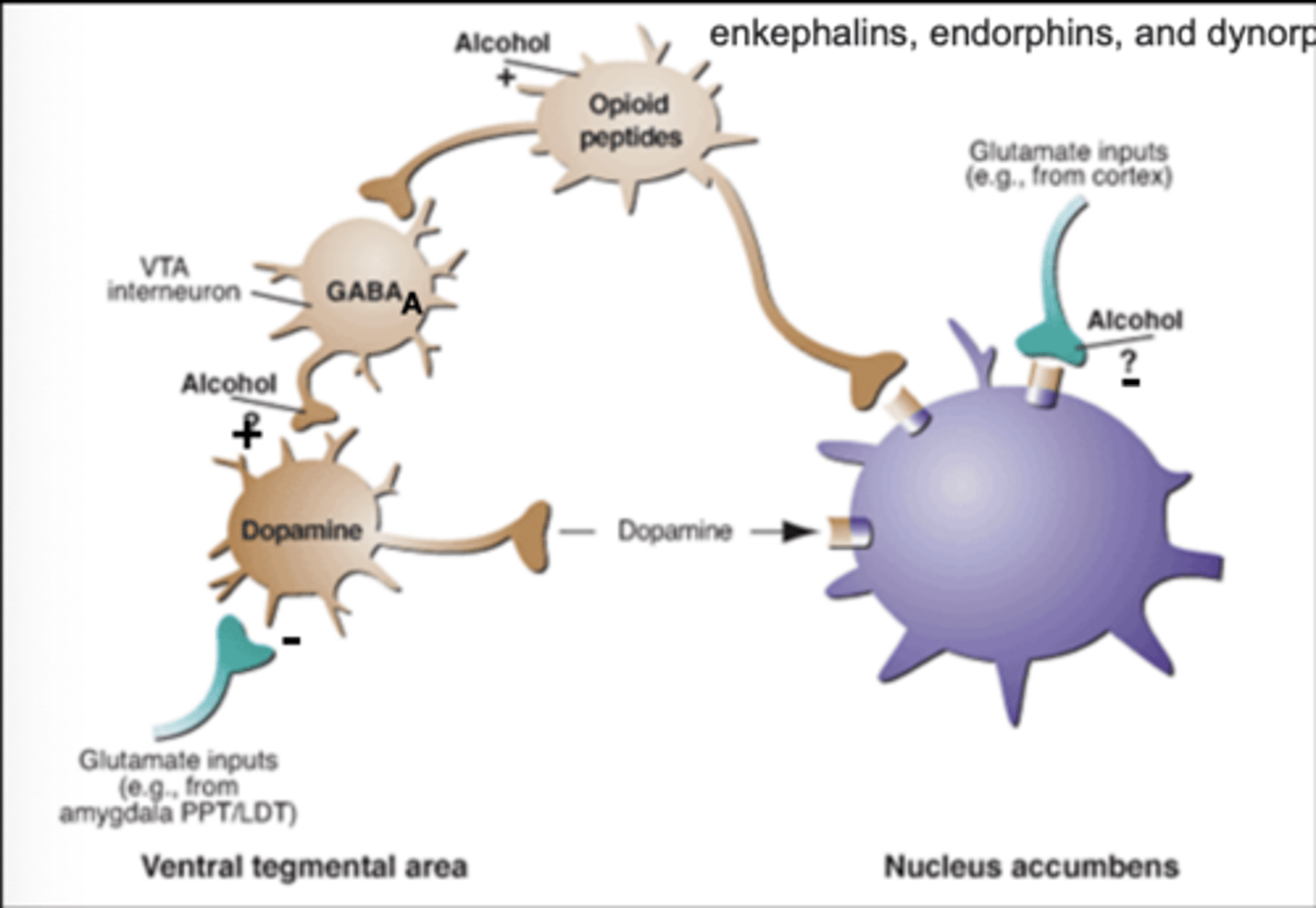 <p>depresses the central nervous system by enhancing the effects of GABA and inhibiting glutamate.</p>