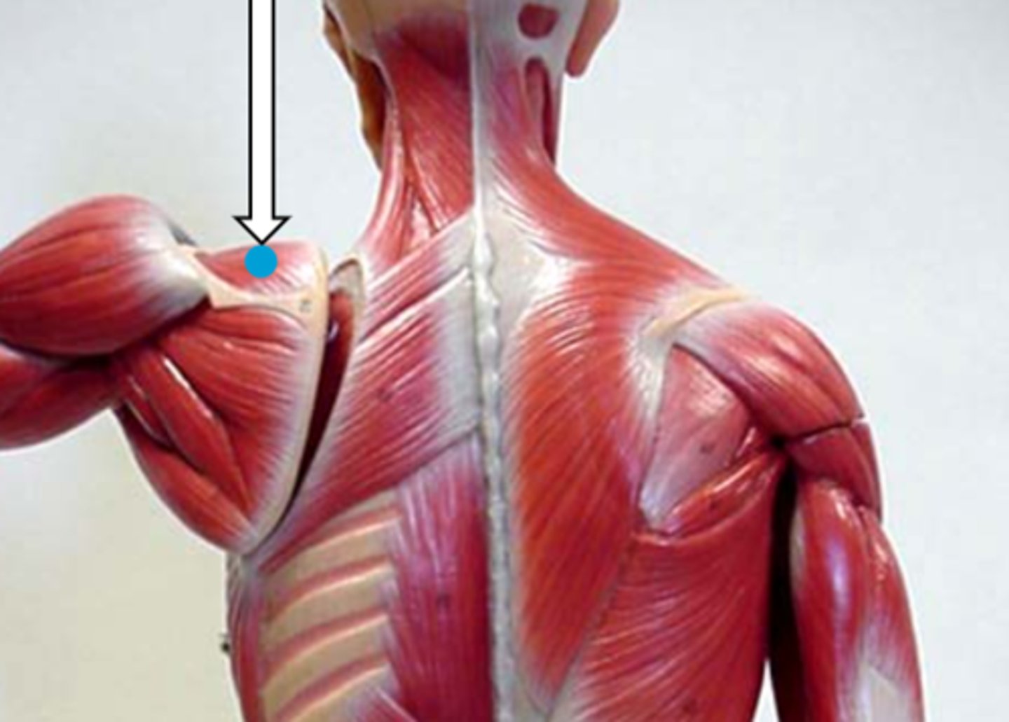 <p>supraspinatus (function)</p>