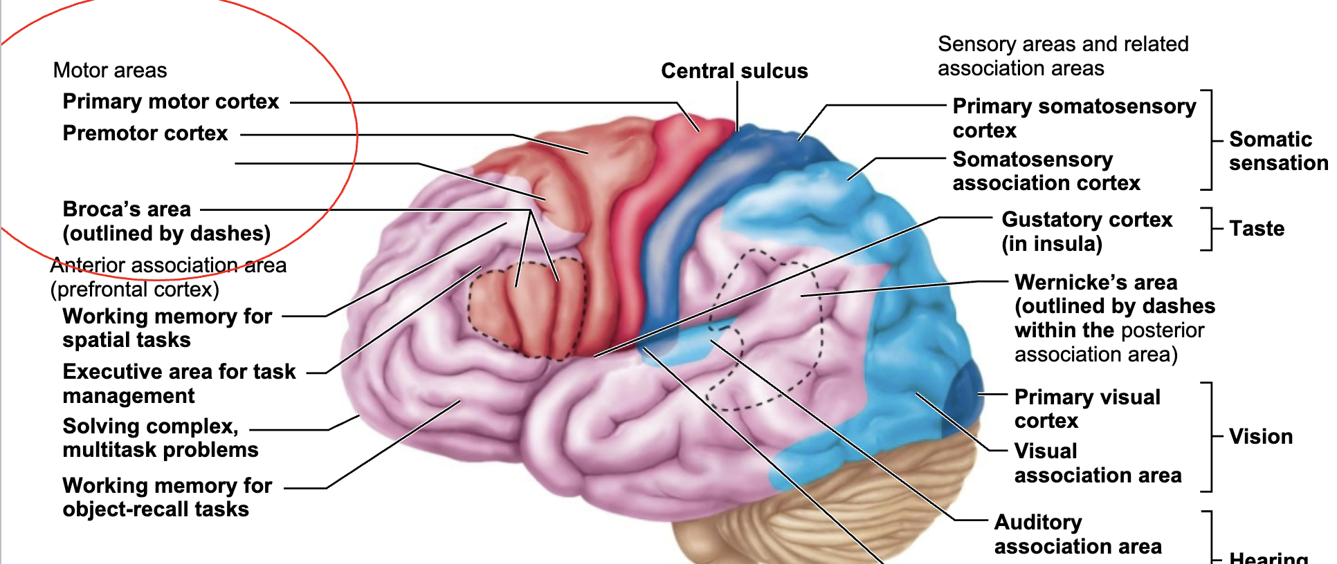 <p>What is this brain regions name and function?</p>