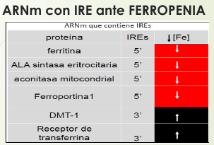 <p>IRE= Elemento de respuesta al Hierro (censan en el <strong>citosol</strong>)</p><p>Proteínas vinculadas al hierro tienen IRE: en su ARN mensajero</p><ul><li><p>5´= NO codificante ( <span data-name="cross_mark" data-type="emoji">❌</span>produccion de la proteínas)</p></li><li><p>3´= CODIFICANTE (estabiliza ADN= <span data-name="arrow_up" data-type="emoji">⬆</span>produccion)</p></li></ul><p>Se activa y se unen cuando <span data-name="arrow_down" data-type="emoji">⬇</span>Fe</p><p></p><p>IMPORTANTE: no afecta a la transferrina (esta en SANGRE, fuera del citosol </p>