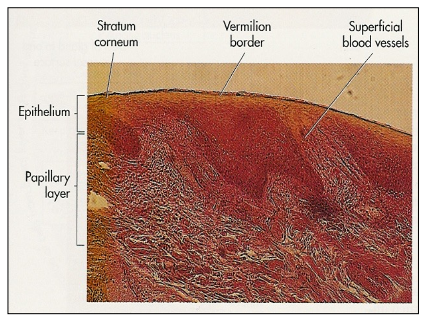 <p>Describe the lining mucosa of the Lips </p>