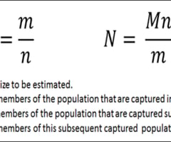 <p><span>number marked in second sample/ size of second sample = size of first sample/population</span></p>