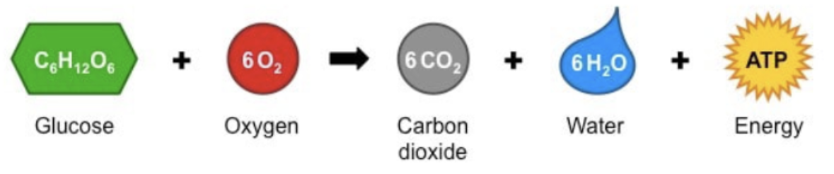 <p>C6H12O6 + 6O2 → 6CO2 + 6H2O + ATP (energy)</p>