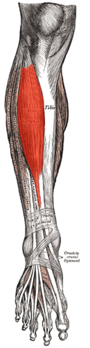 <p>A: dorsiflexes and inverts foot</p><p>O: lateral condyle shaft (tibia); interosseous membrane</p><p>I: metatarsal I; medial cuneiform</p>