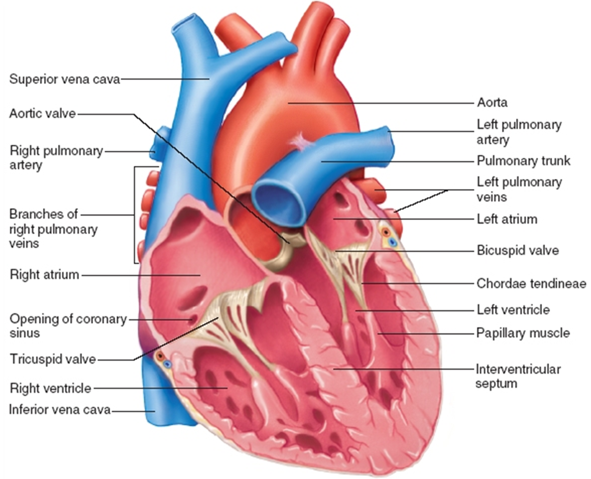 <p>Pericardium</p>