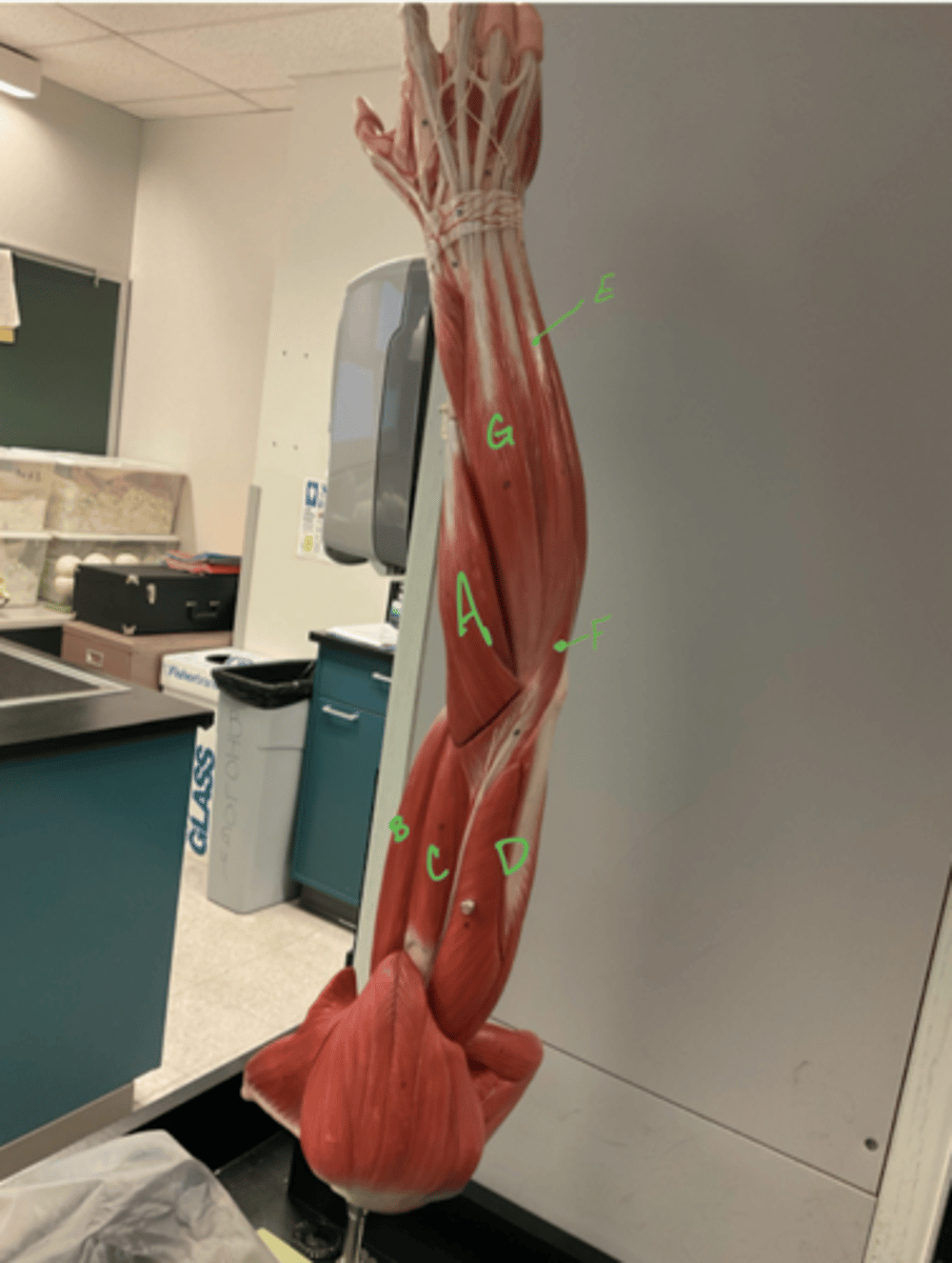 <p>Extensor carpi radialis</p>