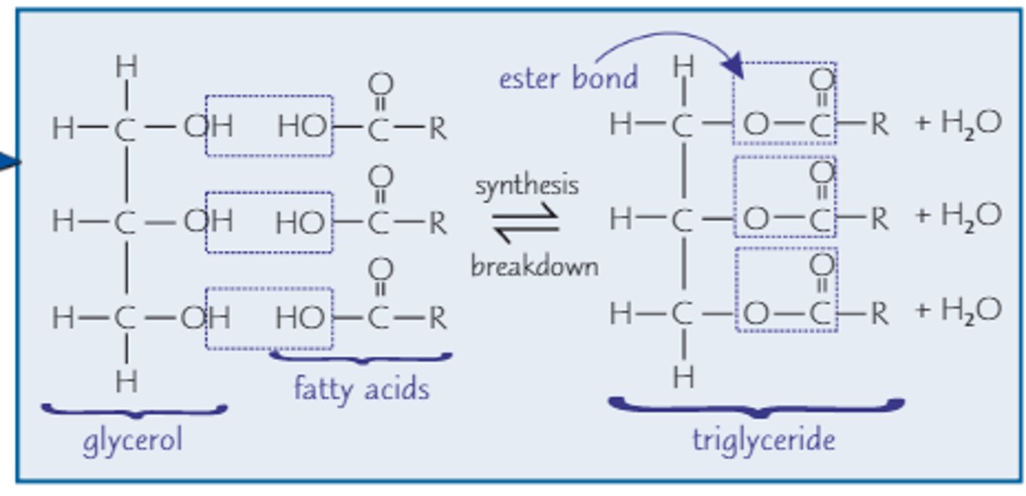 <p><span class="bgP">Hydrolysis reaction</span> breaking <span class="bgP">ester bonds</span></p>