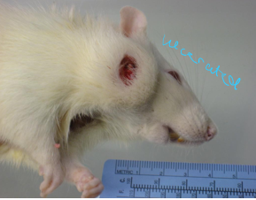 <p><span>Zymbal gland – specialized sebaceous gland on rat’s ear canal</span></p><p><span>Locally invasive carcinomas</span></p><p><span>Frequently mistaken for abscesses or ear infections</span></p><p><span>Often ulcerate </span></p><p><span>Treatment - palliative (s</span>urgical removal difficult/impossible)</p>