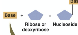 <p>a pentose + N-containing base</p>