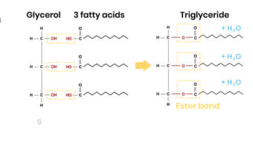 <p>● 1 glycerol molecule and 3 fatty acids</p><p>● Condensation reaction</p><p>● Removing 3 water molecules</p><p>● Forming 3 ester bonds</p>
