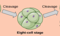 <p></p><ul><li><p>series of mitotic cells with no cell growth</p></li><li><p>after three divisions→</p></li><li><p>cell continues to divides and or rearrange</p></li></ul><p></p>