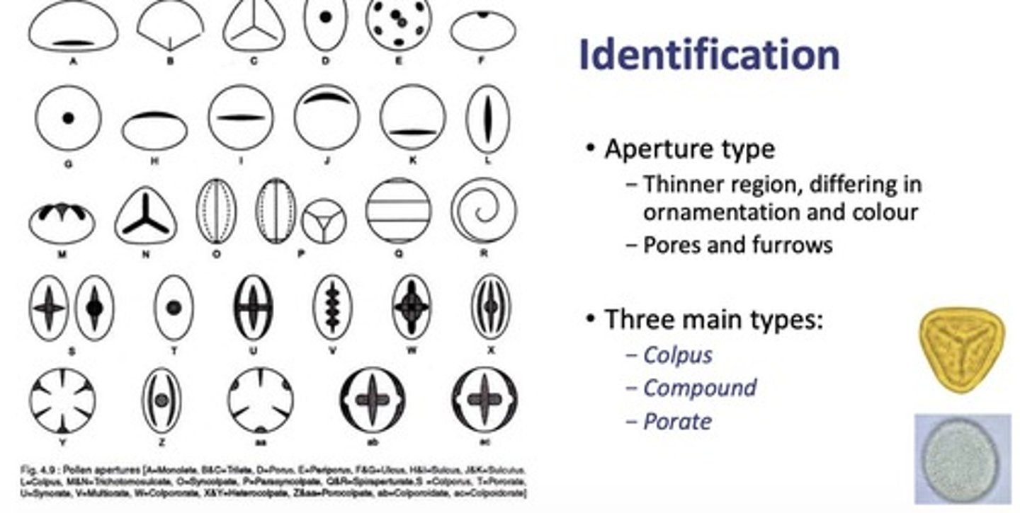 <p>Size, shape, aperture number and type, general pattern/texture, symmetry, and polarity.</p>