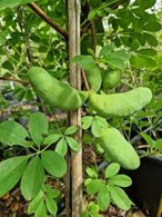 <p>Akebia quinata</p>