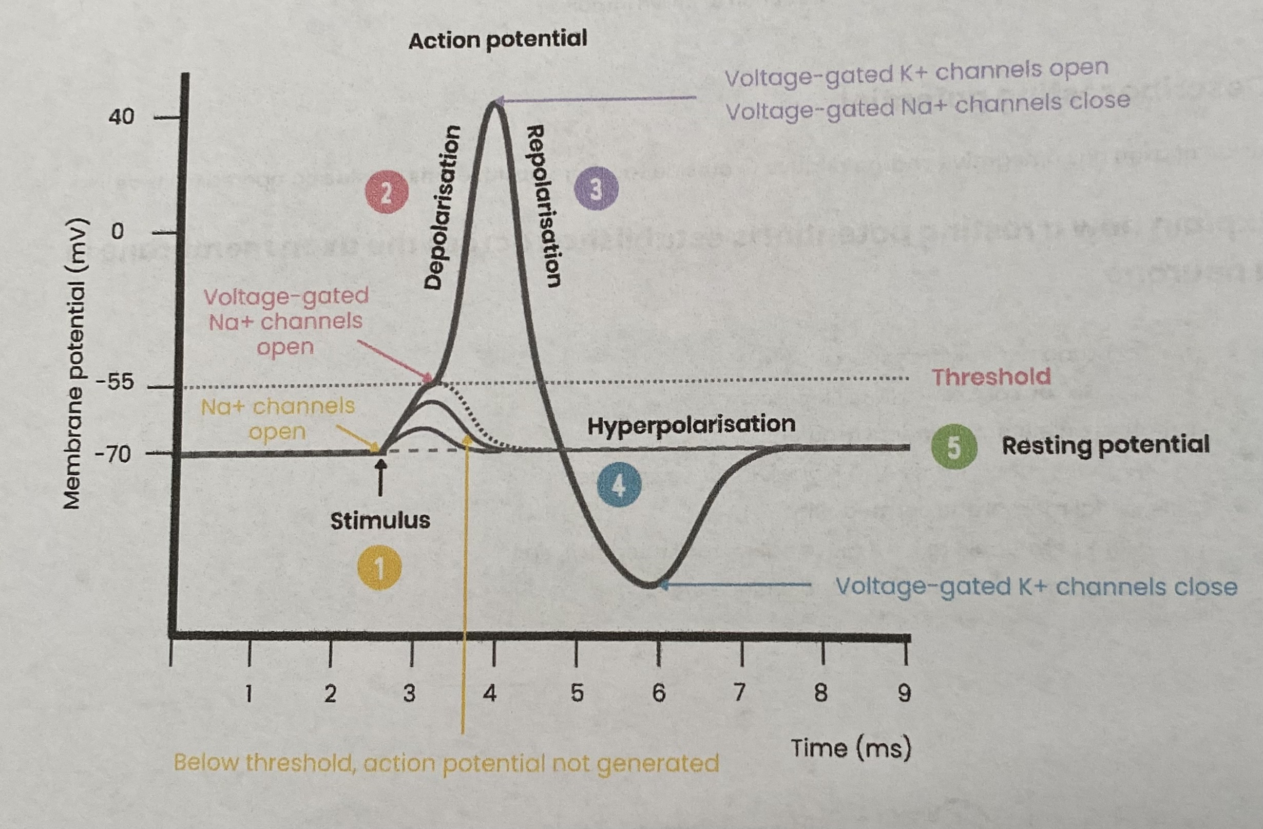 <ol><li><p> <strong>Stimulus</strong></p><ul><li><p><strong>Na+ channels open</strong>; membrane permeability to Na+ increases</p></li><li><p>Na+ diffuse <strong>into</strong> axon down electrochemical gradient (causing depolarisation)</p></li></ul></li><li><p><strong>Depolarisation</strong></p><ul><li><p>If <strong>threshold potential</strong> reached, an action potential is generated</p></li><li><p>As more <strong>voltage-gated Na+ channels open</strong> (positive feedback effect)</p></li><li><p>So <strong>more</strong> Na+ diffuse in rapidly </p></li></ul></li><li><p><strong>Repolarisation</strong></p><ul><li><p>Voltage-gated Na+ channels <strong>close</strong></p></li><li><p><strong>Voltage-gated K+ channels open</strong>; K+ diffuse <strong>out</strong> of axon </p></li></ul></li><li><p><strong>Hyperpolarisation</strong></p><ul><li><p>K+ channels <strong>slow to close</strong> so there’s a slight overshoot- too many K+ diffuse out</p></li></ul></li><li><p><strong>Resting potential</strong></p><ul><li><p>Restored by Na+/ K+ pump </p></li></ul></li></ol><p></p>