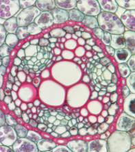 <p>central part of the<strong> root </strong>containing xylem and phloem</p>