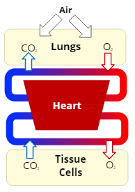 Respiration
