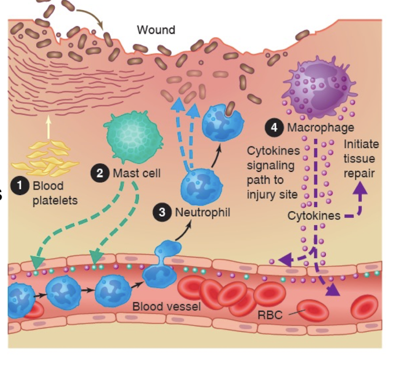<ul><li><p>Goals </p><ul><li><p>To clean the wound&nbsp;</p></li><li><p>Prevent additional tissue injury&nbsp;</p></li><li><p>Prepare wound for healing and regeneration&nbsp;</p></li></ul></li><li><p>Recruitment of phagocytic cells and wound debridement&nbsp;</p></li></ul><p></p>