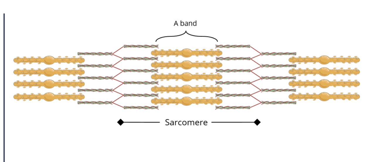 <p>Connection formed when mobile myosin heads bind to actin molecules in muscles.</p>